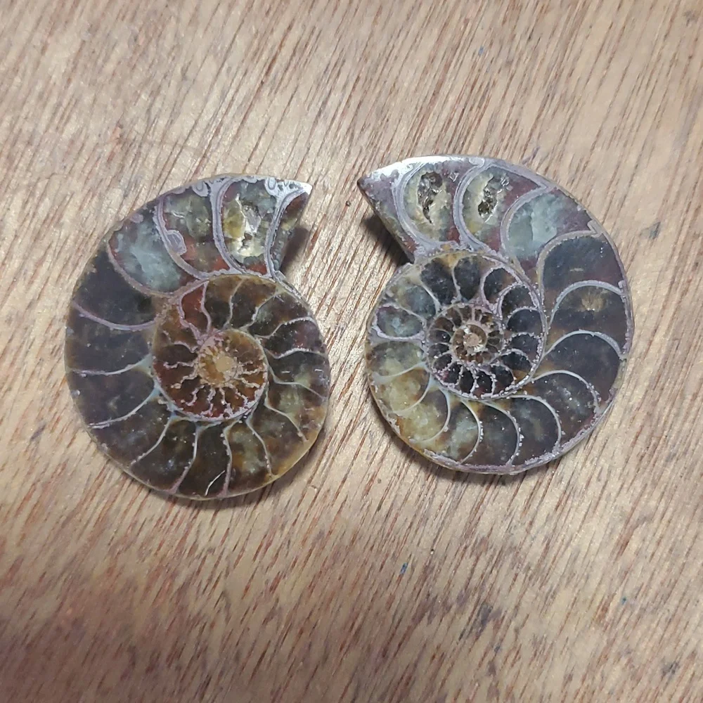 Ammonite Fossil Halves – Polished Interior with Iridescent Shell & Druzy Pockets